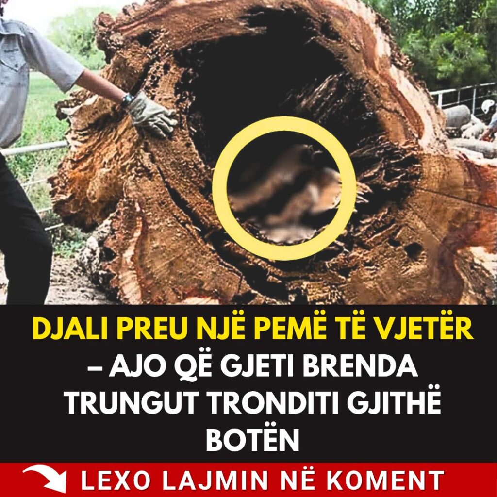 Djali preu një pemë të vjetër – ajo që gjeti brenda trungut tronditi gjithë botën