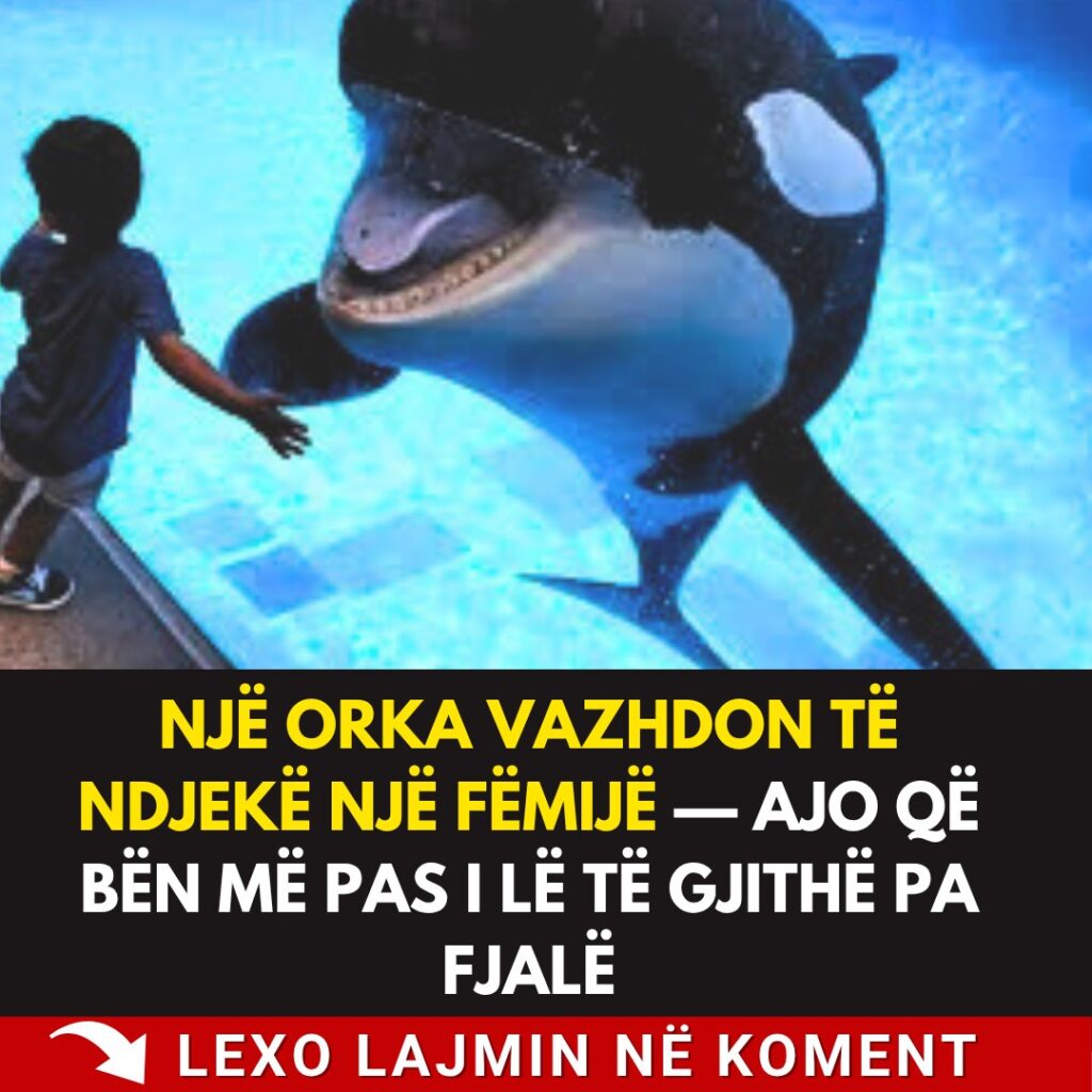 Një Orka Vazhdon Të Ndjekë Një Fëmijë — Ajo Që Bën Më Pas I Lë Të Gjithë Pa Fjalë