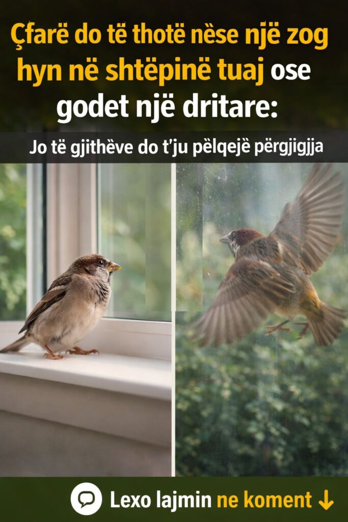 Çfarë do të thotë nëse një zog hyn në shtëpinë tuaj ose godet një dritare: Jo të gjithëve do t’ju pëlqejë përgjigjja