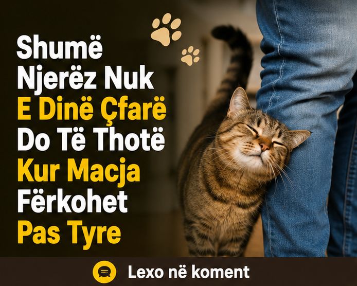Shumë Njerëz Nuk E Dinë Çfarë Do Të Thotë Kur Macja Fërkohet Pas Tyre