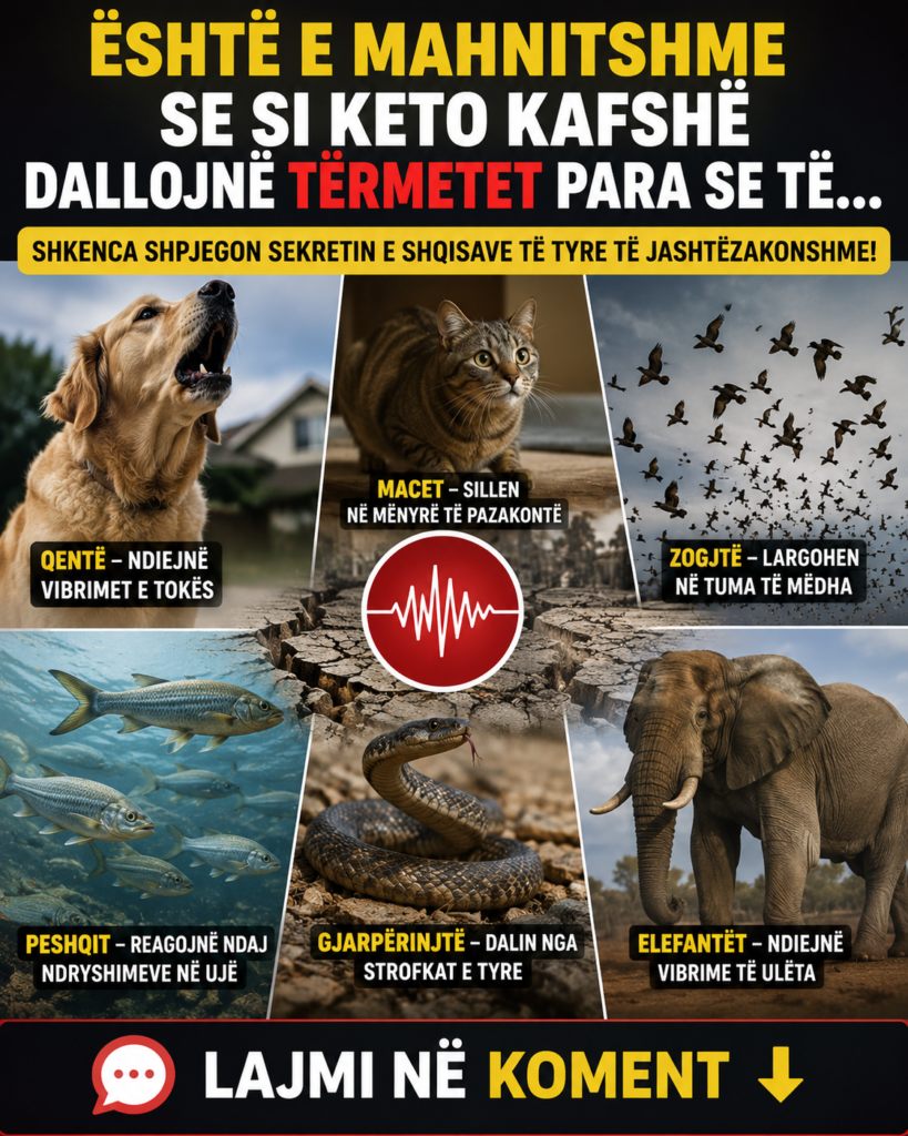 Kafshët që Mund të Dallojnë Tërmetet Para Njerëzve
